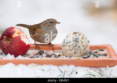 Nid (Prunella modularis), l'alimentation des birdfeed dans la neige, apple et fat ball, Allemagne Banque D'Images