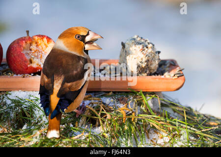 (Coccothraustes coccothraustes hawfinch), les oiseaux qui se nourrissent, se nourrir sur le sol en hiver, Allemagne Banque D'Images