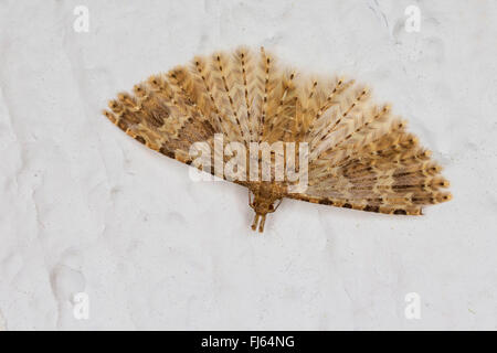 Vingt-plume Moth, vingt plume moth, vingt-papillon à plumes, beaucoup de plumes-moth (Alucita hexadactyla, Alucita hexadactyla polydactyla, Phalaena), l'hibernation dans la chambre, Allemagne Banque D'Images