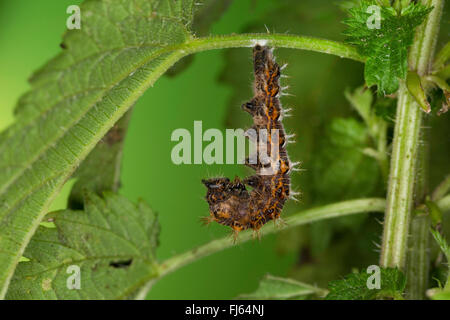 Virgule (Polygonia c-album, Virgule c-album, Nymphalis c-album), Caterpillar se nymphoser, Allemagne Banque D'Images