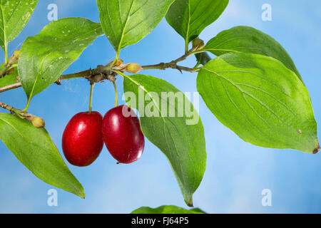 Bois de cerisier en cornaline (Cornus mas), fruits d'une branche, Allemagne Banque D'Images