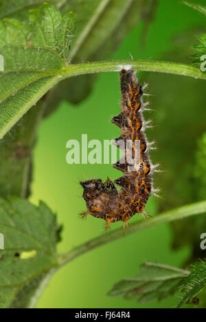 Virgule (Polygonia c-album, Virgule c-album, Nymphalis c-album), Caterpillar se nymphoser, Allemagne Banque D'Images