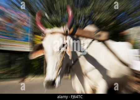 Les bovins domestiques (Bos primigenius f. taurus), Holy Cow, Inde Banque D'Images