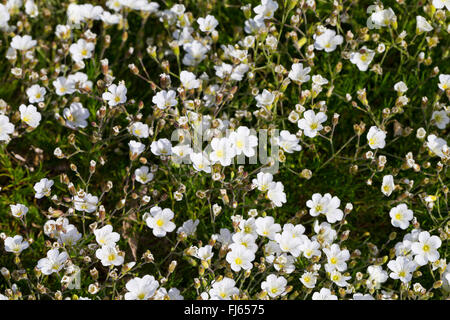 Feuilles mélèze Minuartia laricifolia (Sabline), blooming, Suisse Banque D'Images