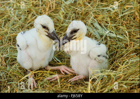 Cigogne Blanche (Ciconia ciconia), deux poussins stork, Allemagne Banque D'Images