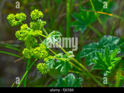 Lady's mantle-commun (Alchemilla vulgaris agg.), la floraison, l'Autriche, le Tyrol, Tannheimer Berge Banque D'Images