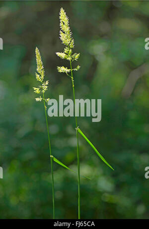 Petit bois-reed, actaeon (Calamagrostis epigejos), blooming, Allemagne, Bavière, Oberbayern, Haute-Bavière Banque D'Images