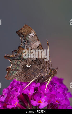 Virgule (Polygonia c-album, Virgule c-album, Nymphalis c-album), le Buddleja davidii, Allemagne Banque D'Images