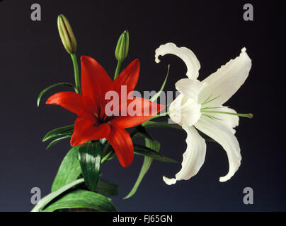 Lily (Lilium spec.), un blanc et un rouge orangé Banque D'Images