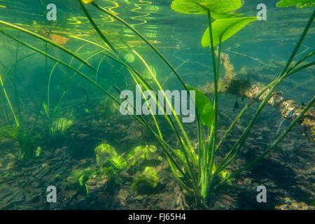 European nénuphar jaune, jaune nénuphar (Nuphar lutea), photo sous-marine, l'Allemagne, Bavière, Langbuergener Voir Banque D'Images