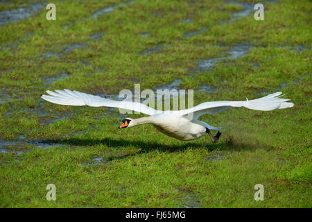 Mute swan (Cygnus olor), enlève une prairies humides, en Allemagne, en Rhénanie du Nord-Westphalie Banque D'Images