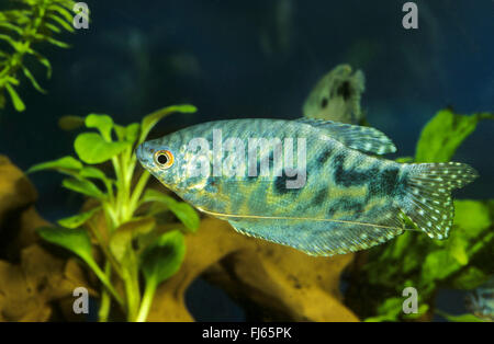 Gourami Cosby, trois gourami gourami bleu, spot (Trichogaster trichopterus cosby ), race de gourami Cosby Banque D'Images