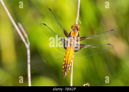 À corps large, Broadbodied Chaser Chaser chaser corsé, Large (Libellula depressa), jeune femme, Allemagne, Bavière Banque D'Images