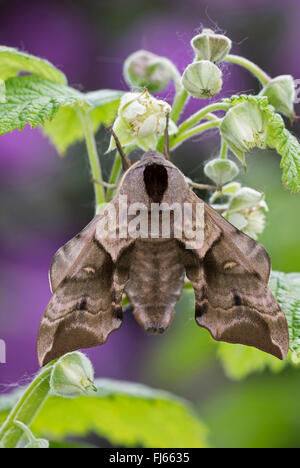 Eyed Hawk-Moth Hawkmoths, Eyed, sphynx, Hawk-papillons (Smerinthus ocellata, Smerinthus ocellatus), à une tige, Allemagne Banque D'Images