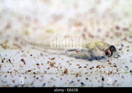 Gobie (Proterorhinus marmoratus marmoratus) Gobius, peu après l'éclosion, la larve Banque D'Images