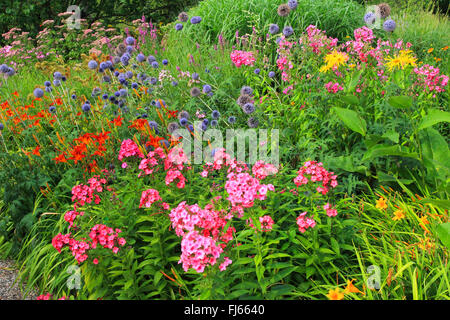 Fall phlox, phlox de jardin (Phlox paniculata), fleurs d'été colorés dans un lit Banque D'Images