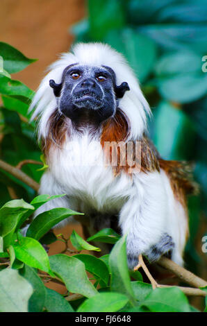 Haut de coton blanc, tamarin Tamarin à plumes (Saguinus oedipus, Oedipomidas oedipe), assis sur une branche Banque D'Images