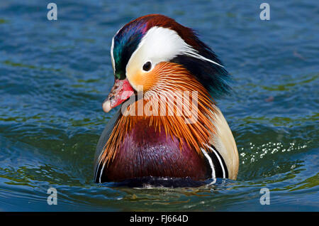 Canard mandarin (Aix galericulata), natation drake sur l'eau, vue avant, Royaume-Uni, Angleterre, Norfolk, Pensthorpe Park Banque D'Images