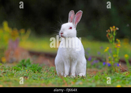 Lapin de garenne (Oryctolagus cuniculus), albino, Allemagne Banque D'Images