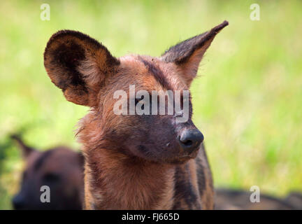 Chien sauvage d'Afrique, chien de chasse de l'Afrique, Le Cap Chien de chasse, chien loup peint, peint, peint en chien de chasse, chien, loup tacheté orné (Lycaon pictus), portrait, Afrique du Sud, le Parc national Krueger Banque D'Images