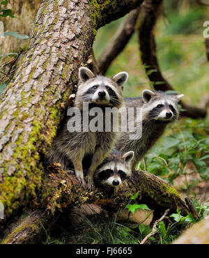 Politique raton laveur (Procyon lotor), trois ratons laveurs, peering Germany, Bavaria Banque D'Images