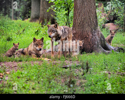 Le loup gris d'Europe (Canis lupus lupus), le loup et les nouveau-nés, l'Allemagne, la Bavière Banque D'Images