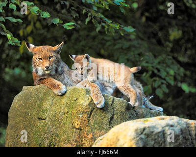 Le lynx (Lynx lynx lynx), Femme avec pup, Germany Banque D'Images