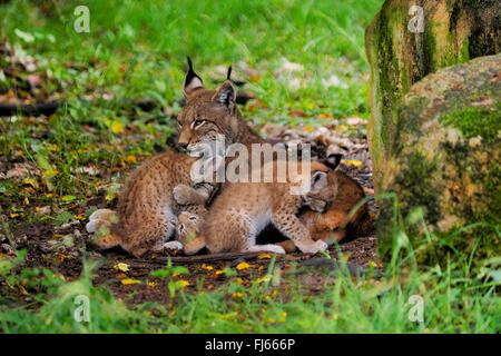 Le lynx (Lynx lynx lynx), les femmes et les nouveau-nés, l'Allemagne, la Bavière Banque D'Images