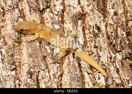 Néo-calédonien de montagne Gecko (Bavayia cyclura, Bavayia montana), sur un tronc d'arbre, Nouvelle-Calédonie, l'Ile des Pins Banque D'Images