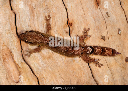 Néo-calédonien de montagne Gecko (Bavayia cyclura, Bavayia montana), à un tronc d'arbre, Nouvelle-Calédonie, l'Ile des Pins Banque D'Images