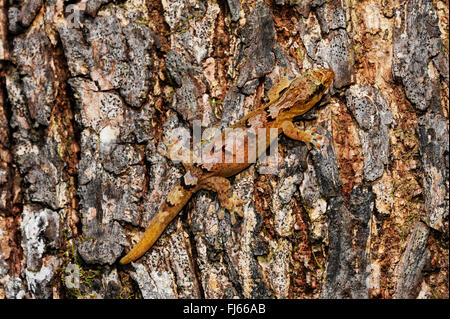 Néo-calédonien de montagne Gecko (Bavayia cyclura, Bavayia montana), bien camouflée dans un tronc d'arbre, Nouvelle Calédonie, l'Ile des Pins Banque D'Images