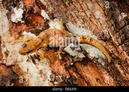 Néo-calédonien de montagne Gecko (Bavayia cyclura, Bavayia montana), bien camouflée sur un tronc d'arbre, Nouvelle-Calédonie, l'Ile des Pins Banque D'Images