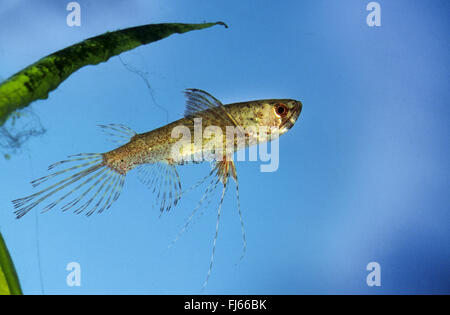 Poissons papillons, papillon, papillons d'eau douce (Pantodon buchholzi), natation Banque D'Images