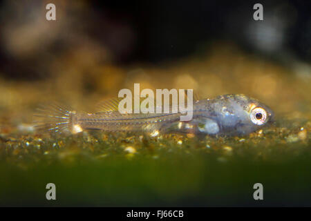 Gobie (Proterorhinus marmoratus marmoratus) Gobius, peu après l'éclosion, la larve Banque D'Images