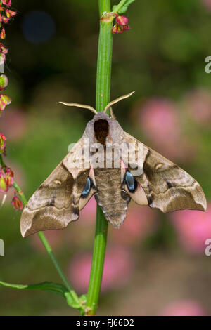 Eyed Hawk-Moth Hawkmoths, Eyed, sphynx, Hawk-papillons (Smerinthus ocellata, Smerinthus ocellatus), à une tige, Allemagne Banque D'Images