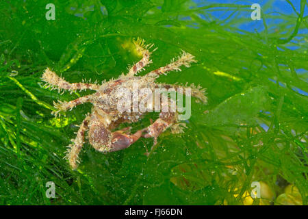 Crabe crabe poilu, hérissés de poils, crabe, noir (xanthid Pilumnus hirtellus hérissée), sur une usine de traitement de l'eau Banque D'Images