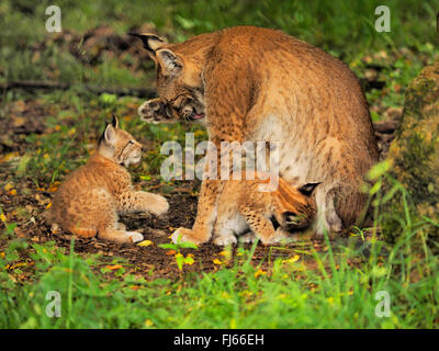 Le lynx (Lynx lynx lynx), Femme avec pup, Germany Banque D'Images