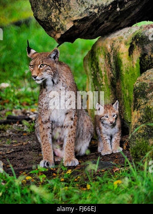 Le lynx (Lynx lynx lynx), Femme avec pup, Germany Banque D'Images