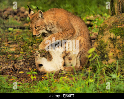 Le lynx (Lynx lynx lynx), Femme avec pup, Germany Banque D'Images