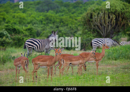 Impala (Aepyceros melampus) et des zèbres, Afrique du Sud Banque D'Images