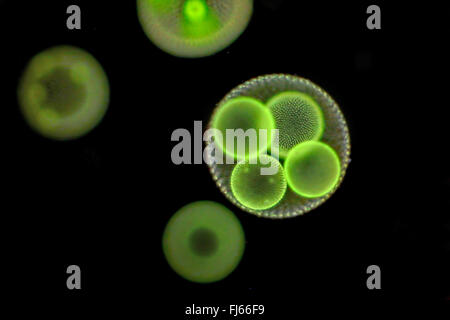 Volvox Volvox (spec.), avec des colonies de fille Banque D'Images