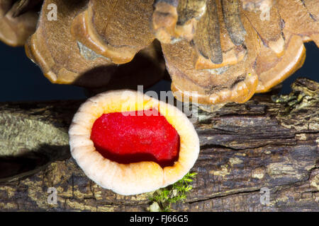 Elf écarlate Sarcoscypha coccinea tasse de champignons, sur une branche pourrie. Banque D'Images