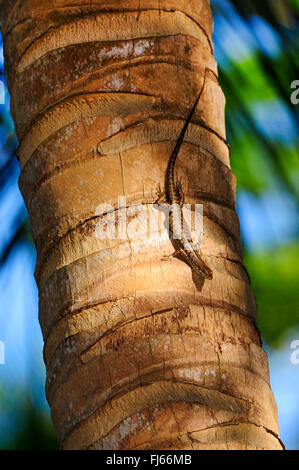 À ventre vert Lioscincus nigrofasciolatum (arbre), descend d'un palm, Nouvelle Calédonie, l'Ile des Pins Banque D'Images