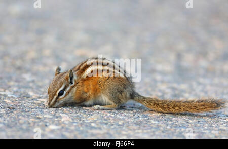 Le tamia mineur (Tamias minimus minimus, Neotamias Eutamias minimus), sur l'alimentation, le Canada, l'Alberta, Jasper National Park Banque D'Images