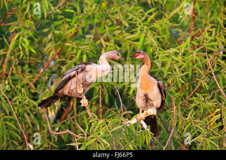 Dard d'Amérique (Anhinga anhinga), près de l'envol des oisillons au nid, USA, Floride, Venise Banque D'Images