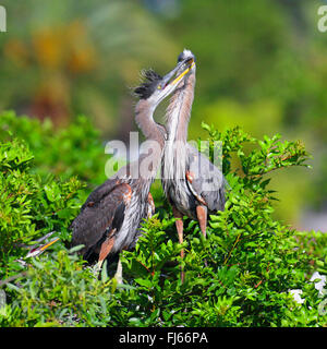 Grand héron (Ardea herodias), presque fledges juvéniles ne demandant qu'à être nourris, USA, Floride, Venise Banque D'Images