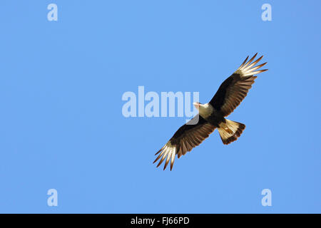 Le nord de Caracara huppé (Caracara cheriway), voler, USA, Floride Banque D'Images