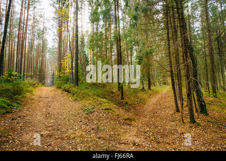 Chemin de ronde chemin de belles voies automne forêt de conifères. Personne n. Automne nature paysage Banque D'Images