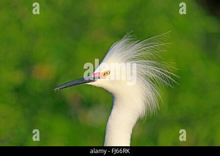 Aigrette neigeuse (Egretta thula), portrait en plumage nuptial, USA, Floride, Gatorland Banque D'Images