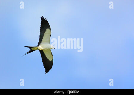 Milan à queue fourchue (Elanoides forficatus), en vol, USA, Floride Banque D'Images